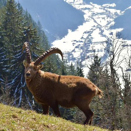 Edelweiss 2* Wengen